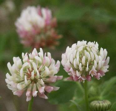 Perfect White Clover Flower, Grey And Gold Wallpaper, Ontario Wildflowers, Wildflowers Tattoo, White Clover, Smelling Flowers, Northern Ontario, Clover Flower, Wildflower Garden