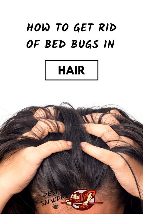 Can bed bugs get in your hair and how to get rid of bed bugs from your hair? There are various ways and products of getting rid of bed bugs from your hair. In this article, you can find out everything you need to know about bed bugs in hair. Read more about bed bugs infestation and learn how to remove bed bugs and bed bugs eggs from the hair. #bedbugs #getridofbedbugs #preventbedbugs #stopbedbugs Bedbugs Removal, Honey And Lemon Drink, Cleansing Herbs, Bug Bites Remedies, Get Rid Of Bed Bugs, Getting Rid Of Phlegm, Kill Bed Bugs, Rid Of Bed Bugs, Bed Bug Bites