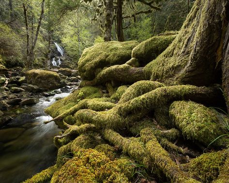 Sooke Potholes, All Rights Reserved, On Tumblr, Forest, Tumblr, Photography, Nature