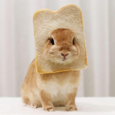 how cute!! #whitebread #bread #breadface #weeklyfluff #dailyfluff #bunny #rabbit Bread Bunny, Tiny Baby Animals, Carrot Farm, Bunny Bread, Cute Bunny Pictures, Best Friend Challenges, Friend Challenges, Bunny Pictures, Baby Bunnies