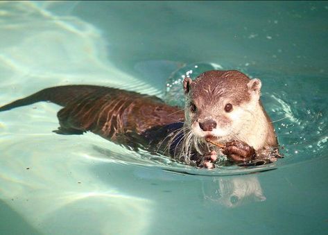 otters face many challenges because their unique history, biology, and nearshore habitat place them in close proximity to, and often in adverse interactions with, humans. Animal Poems, Otters Cute, Otter Love, Sea Otters, Baby Otters, River Otter, Close Proximity, Sea Otter, Silly Animals