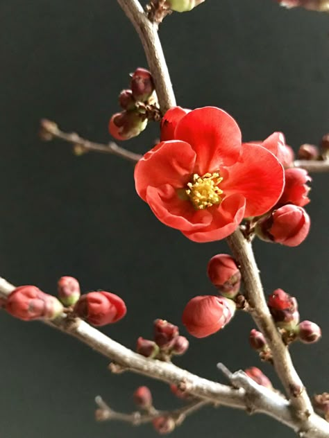 Japanese flowering quince “ Korukoji” has dark green leaves. Its masses of velvety, deep red flowers appear along the branches in the winter and early spring. Japanese Flowers Photography, Red Japanese Flower, Quince Blossom, Crimson Flower, Deep Red Flowers, Camellia Tree, Japanese Quince, Flowering Quince, Red Cherry Blossom