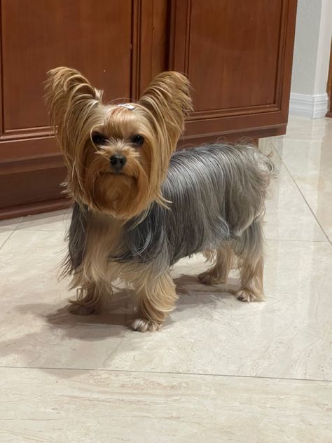 Silky Terrier Haircut, Yorkie Long Hair, Haircuts For Yorkshire Terriers, Floppy Ear Yorkie Haircuts, Yorkie Haircut Long Ears, Grooming Yorkies, Yorkie Summer Cut, Yorkie Puppy Care, Yorkshire Terriers