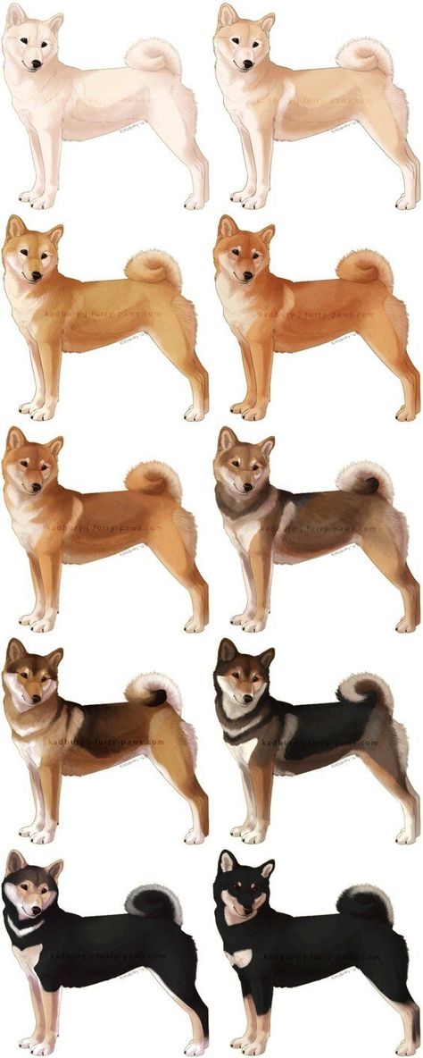 Shiba Inu All Colors, White Shiba Inu Dog, Shiba Inu Colors, White Shiba Inu, Shiba Inu Art, Shiba Dog, Akita Inu, Japanese Dogs, Shiba Inu Dog