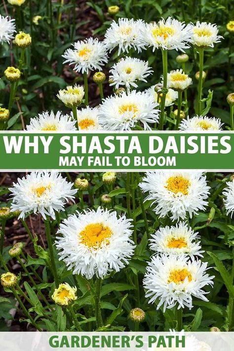 If you're growing Shasta daisies, it's disappointing when they fail to bloom. We'll guide you through the common problems and help you identify the reason why your Shasta daisies are not producing the beautiful flowers we so enjoy. Learn more now on Gardener's Path. #shastadaisy #flowergarden #gardenerspath Shasta Daisy, Shasta Daisies, Daisy May, Deer Resistant Plants, Cut Flower Garden, Flower Care, Beautiful Flowers Garden, Flower Names, Perennial Garden