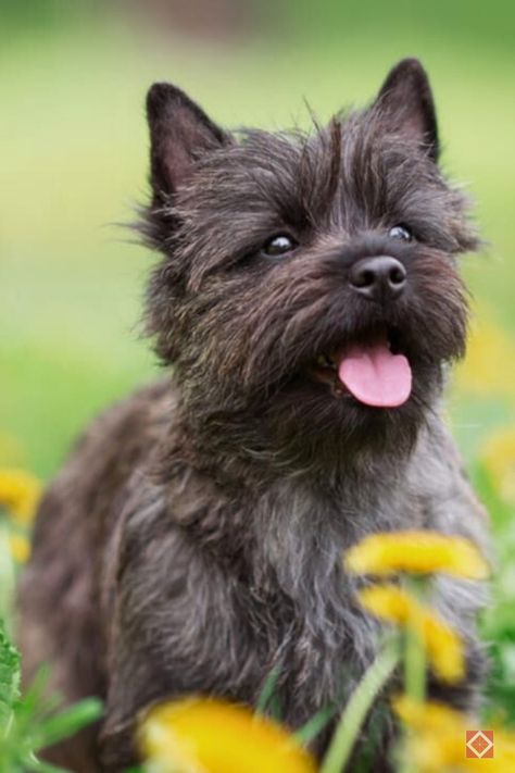 The Cairn Terrier is a small but sturdy terrier breed, known for its courageous and alert nature. Originally bred to hunt rodents and other small animals in the Scottish Highlands, Cairn Terriers have a strong prey drive and a tenacious spirit.  Cairn Terriers are perhaps best known for their role as Toto in the classic film “The Wizard of Oz,” showcasing their adorable appearance and loyal nature. Carin Terriers, Carin Terrier, Cairn Terrier Puppies, Dog Types, Cairn Terriers, Terrier Breeds, Loyal Dogs, Raining Cats And Dogs, Terrier Puppies