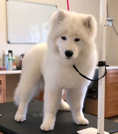 Groomed the little cloud Brody☁️😍 —————————————————————— Contact us today to book your appointment! 📞 (647) 216-7315 💌 tiffany@trimsbytwins.com ——————————————————————#doggroomingofinstagram #doggroomersofinstagram #doggroomer #doggroomerlife #doggrooming #doggroomingvaughan #vaughan #dogsofvaughan #dogsofinstagram #dog #dogs #petstylist #petstylistofinstagram #samoyedofinstagram #samoyedsofinstagram #samoyed #samoyedpuppy Bunches Hairstyles, Samoyed Puppy, Dog Haircuts, Marketing Automation, Book Your Appointment, Beautiful Dogs, Dog Grooming, Dog Training, Email Marketing