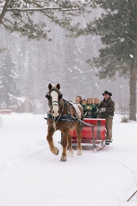 Sleigh Rides In The Snow, Winter Sleds, Winter Picnic, Animals Quotes, Sled Ride, Morning Ride, Leavenworth Washington, Christmas Lodge, Winter Horse