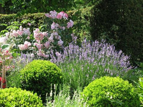 Hydrangea Boxwood, Modern Country Garden, Rose Terrace, Lavender And Roses, Cottage Landscaping, Starting Plants From Seeds, Driveway Garden, Urban Gardening Ideas, Front Landscape