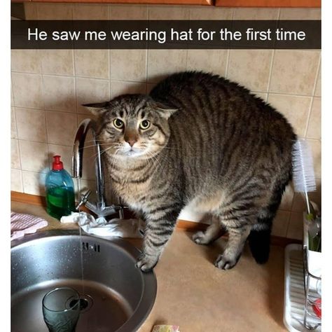 Cheezburger Cat, Silly Cats Pictures, Silly Animals, Funny Cute Cats, Silly Cats, Cute Creatures, Cute Little Animals, 귀여운 동물, Animal Memes