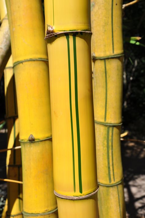 Bambusa vulgaris cv. Vittata | Bamboo Land Nursery QLD Australia Giant Bamboo, Yellow Bamboo, Painted Bamboo, Bamboo Box, Bamboo Crafts, Bamboo Tree, Bamboo Plants, Lemon Yellow, Green Stripes