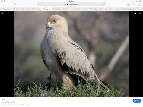 Photo - Google Photos Steppe Eagle, Raptors Bird, Animal Guides, Greyish Brown, Wildlife Nature, Big Bird, All Birds, Wildlife Animals, Color Tone