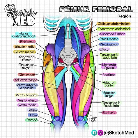 Sketch Med - Paola Rios en Instagram: “ANATOMÍA MIEMBRO INFERIOR (Muslo) 🦵🎨📑 ... Ayer publicamos en nuestra web los libritos que tenemos de regalo.🎁 En la Storie vamos a dejar…” Muscle Drawings Anatomy, Paola Rios, Physical Therapy School, Studying Medicine, Medicine Notes, Medicine Studies, Basic Anatomy And Physiology, Nurse Study Notes, Med School Motivation