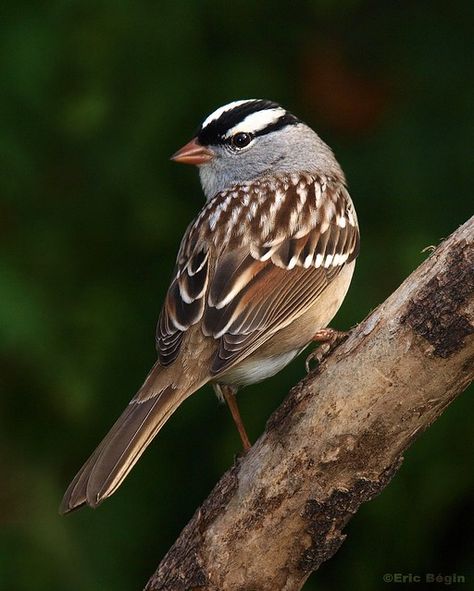 Sparrow Bird, Common Birds, Birds Photography, Bird Photos, Bird Wallpaper, Sparrows, Nature Birds, Pet Bird, Backyard Birds