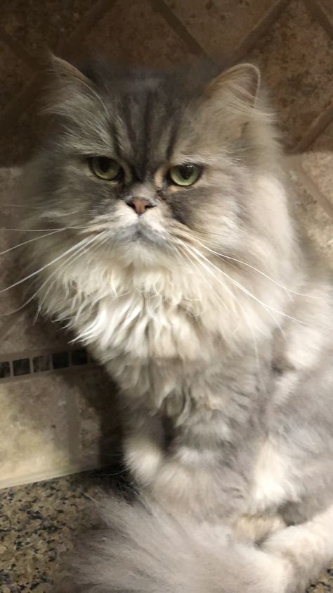 grey Persian kitty Grey Persian Cat Aesthetic, Persian Cat Grey, Grey Persian Cat, Persian Kitty, Adorable Cats, My Future, Persian Cat, Cat Aesthetic, Exotic Pets