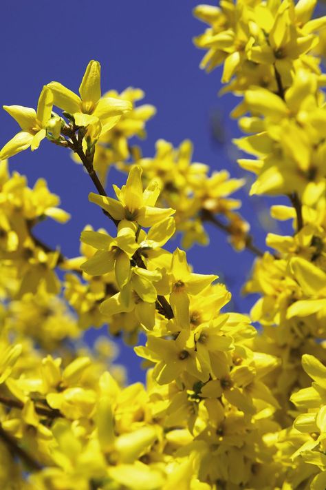 forsythia small shrubs Border Landscape, Oc Aesthetic, Small Shrubs, Garden Shrubs, Plant Tags, Attract Pollinators, Blush Flowers, Flowering Shrubs, Perfect Garden