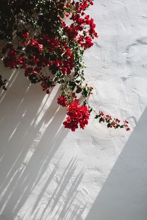 Tout Rose, Venice California, Flowery Wallpaper, Kraf Diy, Flower Background Wallpaper, 背景 シンプル, Red Walls, Bougainvillea, Aesthetic Colors