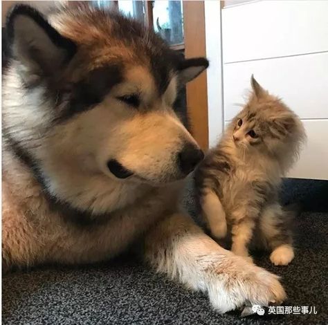 Dog Match, Disabled Dog, Animals Friendship, Super Cute Animals, Dog Sledding, Cute Cats And Kittens, Cute Cats And Dogs, Cute Creatures, Cat Nap