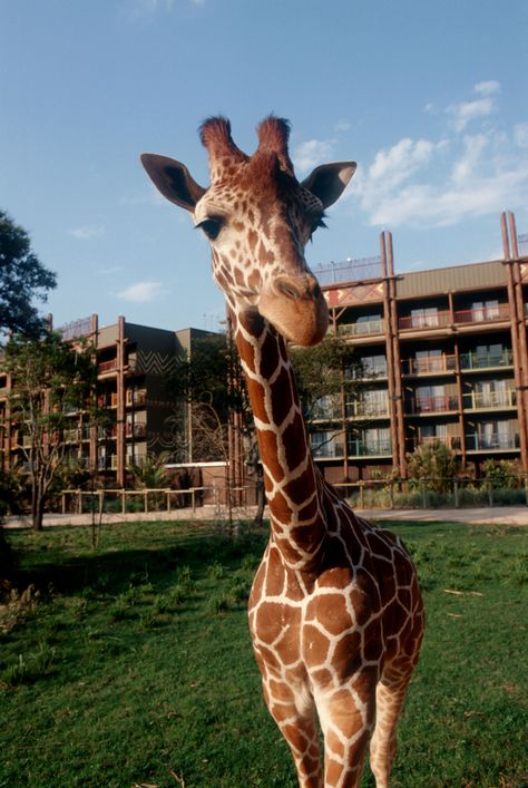 Disney Animal Kingdom Lodge, Disney Animal Kingdom, Disney Resort Hotels, Disney World Hotels, Animal Kingdom Lodge, Disney Hotels, Disney Vacation Club, Disney Animals, Vacation Club