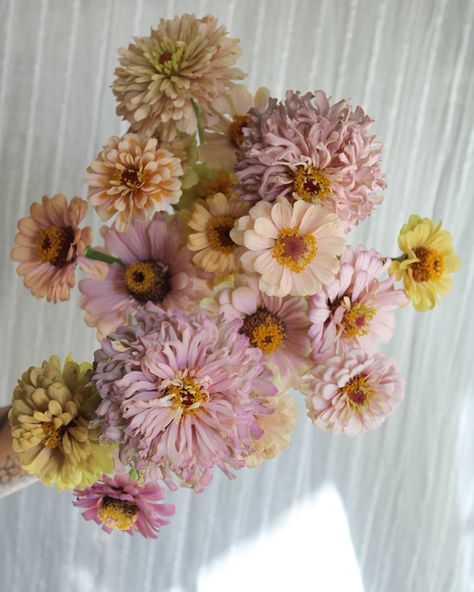 June Zinnia harvest No.1🌼 Seeds from @floretflower and my grandmother Martha’s zinnia garden. The mix of blooms from these two women are extremely special. Intentional seasonal flowering sets my soul on fire and I love sharing it with all of you. Floret seed collections— Precious Metals Victorian Wedding Dawn Creek Blush Alpenglow Zinnia Centerpieces, Zinnia Bouquet, Zinnia Garden, Floral Arranging, Zinnia Flowers, Soul On Fire, Garden Girls, Cut Flower Garden, Victorian Wedding