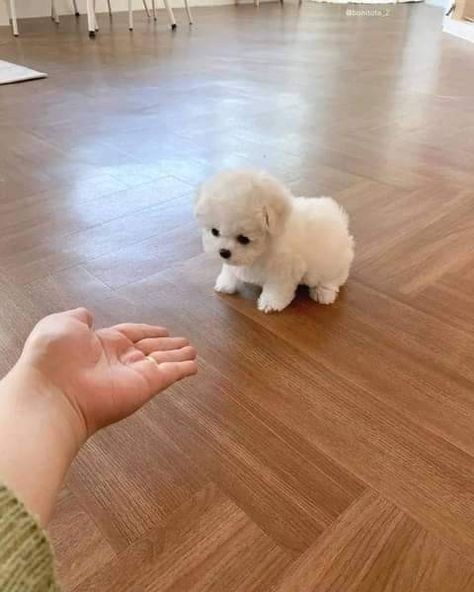 Cup Dogs Puppies, T Cup Puppies, Mini Puppies Teacups, Fluffy Puppies Breeds, Teacup Toy Poodle, Toy Poodle Puppies White, Tea Cup Poodle Puppies, Rolly Teacup Puppies, Tea Cup Puppy