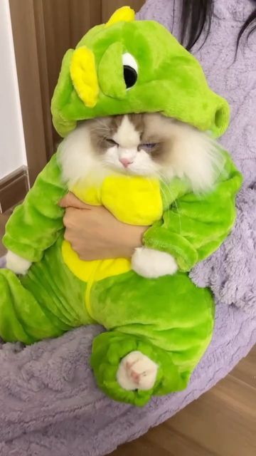 Cute Cat In Costume, Surprised Video, Cute Cat Videos Funny, Cat In Costume, Cats In Costumes, Costumes For Cats, Chat Cute, Cats Costume, Cute Cat Video