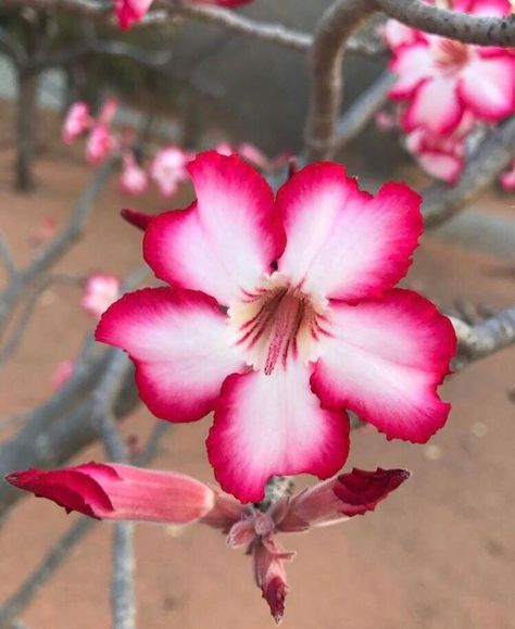 Dominican Flowers, Impala Lily, Flower Reference, Strange Flowers, Kehinde Wiley, Gcse Art Sketchbook, List Of Flowers, Garden Inspo, Side Design