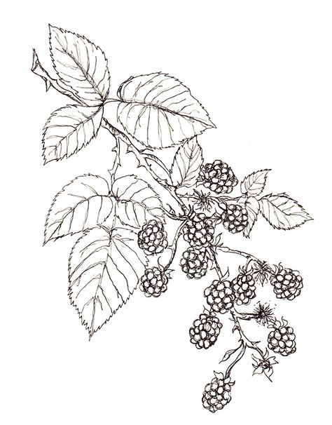 Blackberries (own sketch) Blackberry Plant Drawing, Blackberry Coloring Page, Blackberry Line Drawing, Mulberry Bush Tattoo, Simple Blackberry Tattoo, Boysenberry Tattoo, Fruit Plant Tattoo, Blackberry Plant Tattoo, Wild Blackberry Tattoo