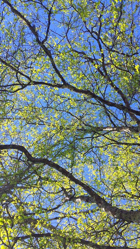 Calming Sky Aesthetic, Nature Trees Aesthetic, Make Yourself Happy, Cottagecore Art, Poster Blue, Fotografi Vintage, Pretty Landscapes, Under The Tree, Spring Aesthetic