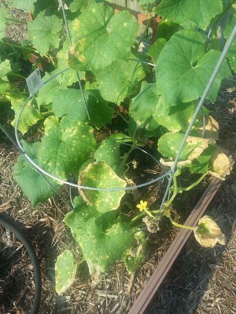 Cucumber Leaves Turning Yellow, Yellow Leaves On Plants, Patio Planting, Garden Cucumbers, Ann Perkins, Garden 101, Cucumber Plants, Plant Leaves Turning Yellow, Witchy Wedding