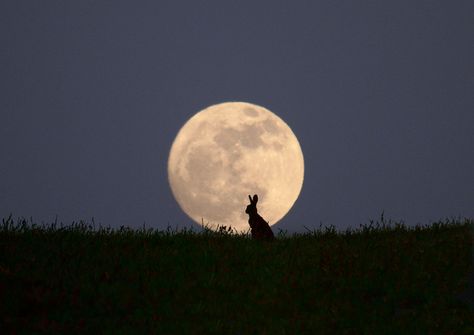 The moon is a fascinating place filled with wonder and mystery, and it exists in our presence every day. However, it's incredibly easy to overlook that ever-present beauty that hangs overhead as we zip around in our daily routines or become distracted by the bright lights of an urban landscape. UK-based photographer Steve Adams Steve Adams, Shoot The Moon, Moon Photos, Charcoal Drawings, Moon Moon, Moon Pictures, The Full Moon, Beautiful Moon, Harvest Moon