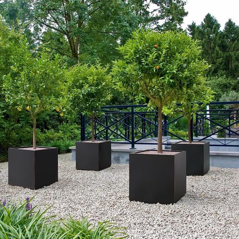 Wallowa Metallic Heavy Black Outdoor Planter Box, Large Planter for Trees 21”Lx21”Wx24”H 35Pounds Pure Black with Hand Brushed Gold Rim #ad #commissionearned Trees In Planter Boxes, Trees In Planters Outdoors, Large Planters Outdoor Ideas, Large Patio Planters, Large Tree Planters, Extra Large Outdoor Planters, Outdoor Planter Box, Square Planter Boxes, Small Pine Trees