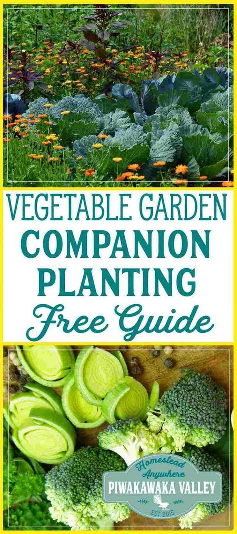 Growing the right combination of plants together increases their yield and reduces disease. companion planting chart for vegetables pdf printable free Use this free companion planting guide for your vegetable garden and watch your plants flourish! #free #gardening #vegetablegarden #companionplanting #homesteading Planting Chart, Companion Planting Guide, Companion Planting Chart, Companion Planting Vegetables, Companion Gardening, Garden Companion Planting, Vegetable Garden Planner, Growing Tomatoes In Containers, Planting Guide