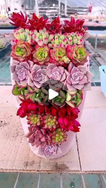 Happy Gardens 😀 on Instagram: "How fun is this succulent diy concept?! 😱 . 📸: @succulents.nursery" Succulents Nursery, Succulent Diy, Succulents Diy, November 17, Succulent, Nursery, On Instagram, Instagram