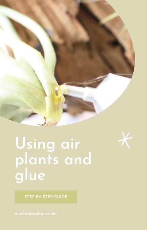 Learn how to mount your air plants properly using glue and other materials to make sure that they grow healthy and happy. #modernairplants Cool House Plants, Airplane Plant, Air Plants Diy, Diy Fertilizer, Air Plant Care, Feng Shui Plants, Orchid Fertilizer, Open Terrariums, Plant Diy