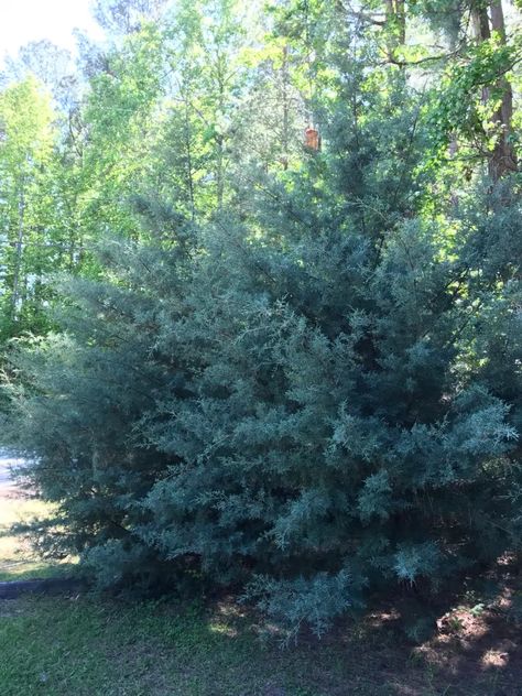 Carolina Cypress Tree, Carolina Sapphire Cypress Landscaping, Carolina Sapphire Cypress, Creek Garden, Leyland Cypress, Backyard Plants, Tree Pruning, Crape Myrtle, Plant Tree