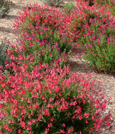 Salvia greggii 'Red Star' Red Salvia Landscaping, Red Salvia Plant, Salvia Caradonna, Salvia Garden, Fast Growing Pine Trees, Salvia Greggii Red, Red Salvia, Salvia Sclarea Plant, Xeriscape Plants