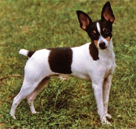 Toy Fox Terrier Akc Breeds, All Breeds Of Dogs, Manchester Terrier, Toy Fox Terriers, Rat Terrier, Cute Puppy Pictures, Fox Terriers, Rat Terriers, Fox Terrier