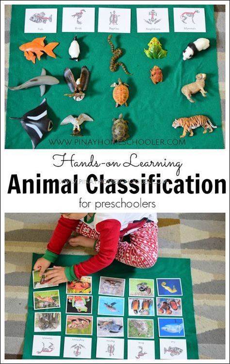 I think that this animal classification activity would be great along with the microscope to learn how to classify them and in which categories they are in. This would be fun to incorporate many different books about these animals and end in projects. Animal Classification Activities, Animal Classification Activity, Mammals Activities, Montessori Science, Montessori Lessons, Animal Classification, Montessori Preschool, Animal Science, Kindergarten Science