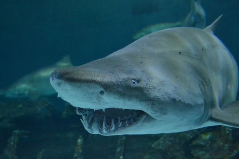 Sharks Smiling, Sand Shark, Tiger Sharks, Tiger Shark Video, Sand Tiger Shark, Tiger Shark Facts, Shark Jaws, Types Of Sharks, Shark Conservation