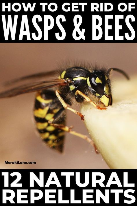 Essential Oils Bees Repellent, Essential Oils For Wasps, Bee Repellent Essential Oils, Diy Bee Repellent Spray, How To Repel Bees, Wasp Repellent Essential Oils, Bee Repellent Diy, Wasps Repellent How To Get Rid, How To Deter Bees And Wasps