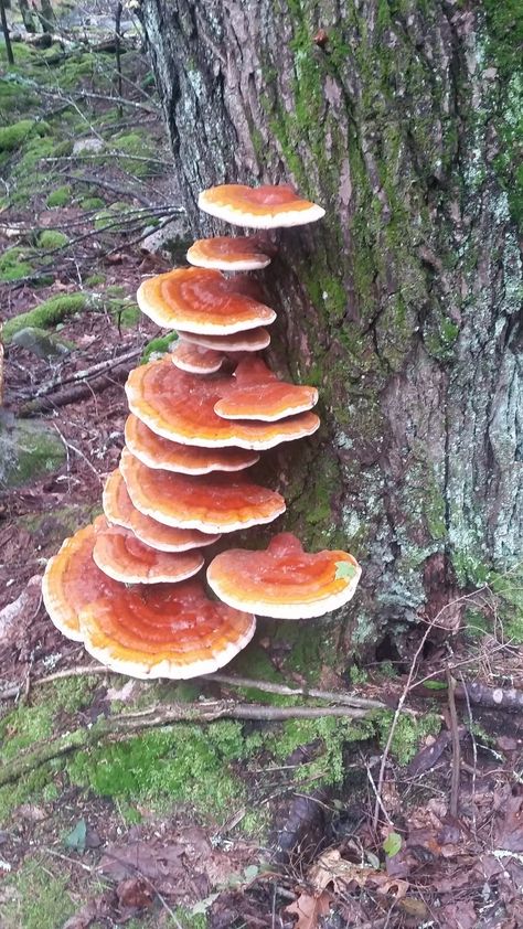 Mushrooms On A Tree, Mushrooms That Grow On Trees, 3d Mushroom Art, Mushrooms On Trees, Mushroom On Tree, Tree With Mushrooms, Cool Mushrooms, Pretty Mushrooms, Mushroom Tree