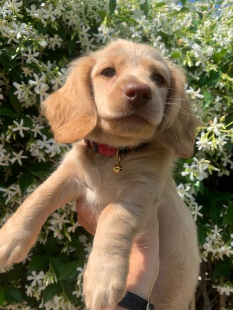 Blonde Long Hair Dachshund, Blonde Dachshund Puppy, Daschund Puppies Long Haired, Blonde Dauchsands, Long Haired Miniature English Cream Dachshund, Golden Long Haired Dachshund, Long Haired Blonde Dachshund, Blonde Long Haired Dachshund, Blonde Weiner Dog