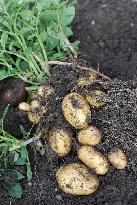 Who knew? You can add potatoes to your indoor garden–just make sure they have plenty of sunlight and lots of space. #food #ideas #healthy #inspiration #cleaneating Grow Vegetables Indoors, How To Grow Vegetables, Growing Vegetables Indoors, Growing Food Indoors, Indoor Vegetables, Hydroponics Diy, Hydroponic Growing, Indoor Vegetable Gardening, Grow Vegetables