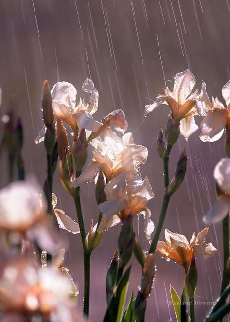 Rain Photo, Rain Wallpapers, White Iris, Spring Background, World Of Flowers, No Rain No Flowers, Spring Shower, Photographic Artist, Spring Rain