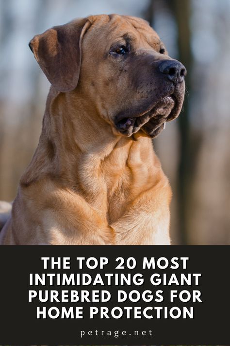 In this blog post, we will highlight 20 of the most intimidating purebred (FCI recognized) dogs for home protection, including their top weight and a brief summary of why they would make a good guard dog. Protective Family Dogs, Massive Dog Breeds, Best Guard Dog Breeds, Protective Dog Breeds, Personal Protection Dog, Guard Dog Breeds, Protective Dogs, Best Guard Dogs, Guard Dog