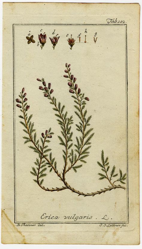 Calluna Vulgaris, Antique Botanical Print, Selling Antiques, Antique Maps, Source Unknown, Books To Buy, Hand Coloring, Antique Collection, Botanical Prints