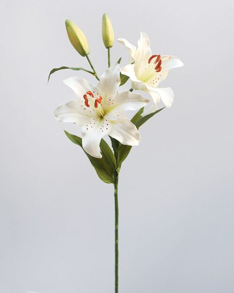 Prestige Botanicals Artificial White Stargazer Lily White Stargazer Lily, Easter Lily Flower, Chinese Plants, Brown Paint Colors, White Lily Flower, Floristry Design, Flowers Lily, Lilies Flowers, Chelsea Wedding