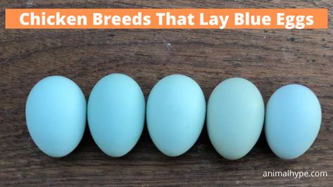 7 Chicken Breeds That Lay Blue Eggs - Animal Hype Easter Egger Chicken Eggs, White Chicken Breeds, Blue Chicken Eggs, Chicken Species, Barred Plymouth Rock Chickens, Barred Rock Chickens, Araucana Chickens, Ameraucana Chicken, Easter Egger Chicken