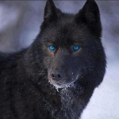 Beautiful black wolf with gorgeous blue eyes. Wolf With Blue Eyes, Wolf Pics, Black Wolves, Regard Animal, Wolf Life, Wolf Eyes, Wolf Hybrid, Wolf Images, Majestic Creatures